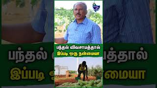 பணம் குவிக்கும் பந்தல் காய்கறிகள்  நவநீத கிருஷ்ணன்  Multilayer vegetable farming vegetables [upl. by Eiaj]