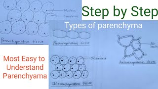 How to draw parenchymatous tissue  Types of parenchyma  Easy way [upl. by Adlar]