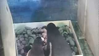 Shocking video Male penguin eats its newlyhatched chick [upl. by Koran]