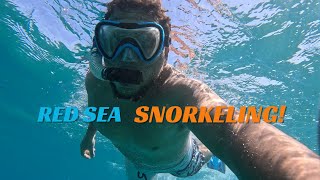 I went snorkeling in the Red Sea in Egypt and saw beautiful coral reefs and colorful fish 🤿🇪🇬 Vlog1 [upl. by Lehcsreh787]