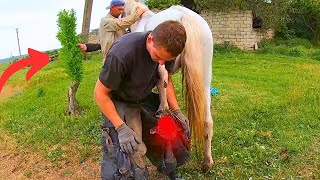 This horse COULDNT stand the smell was VERY HORRIBLE  full horse hoof cleaning [upl. by Catima]