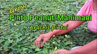 Growing Pinto peanutGrass peanutManimani  Arachis pintoi [upl. by Norling]