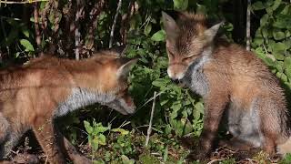 Playtime with red foxes [upl. by Mailliwnhoj]