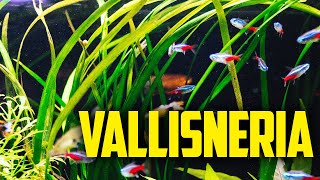 How to Care for Vallisneria  The One Plant Wonder [upl. by Nosro125]