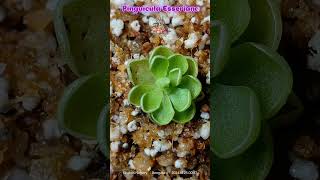 Pinguicula Esseriana quotTiny but mighty beautifulquot Esseriana CarnivorousPlants Pinguicula india [upl. by Eelyac]