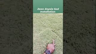 Zeon Zoysia Sod Installation By Brooks Landscaping  Sod Installation  Drainage Solution Shorts [upl. by Jonathon]