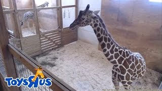 Animal Adventure Parks April the Giraffe  Live Birth  Archive footage [upl. by Poland]