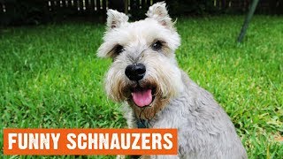 Funny Schnauzers Moments [upl. by Anayaran]