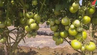 Grafted tomato plants [upl. by Gavin]