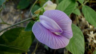 Centrosema pubescens  sintru butterfly pea [upl. by Ilera]