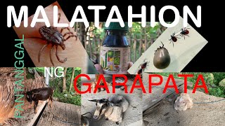 PAANO GAMITIN ANG MALATHIONVLOG21agriculturepongsetrastyphoonodetteorganic herbalmedicine [upl. by Osmund]