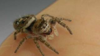 Phidippus Carolinensis Jumping SpiderSo Cute [upl. by Leclair908]