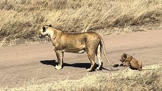 Beautiful lion pride of the Maasai Kopjes in Central Serengeti 2226072023 [upl. by Vinn668]