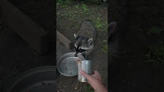 Feeding raccoon [upl. by Nynnahs916]