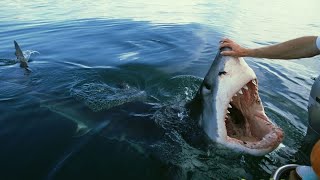 Great White Shark encounters that will TERRIFY you [upl. by Ydnor100]