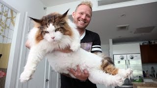 Worlds Fattest Cats GUINNESS WORLD RECORDS [upl. by Aneetsirk11]