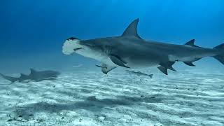 The Great hammerhead shark [upl. by Comfort]