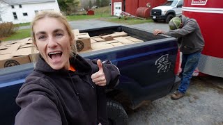 Huge Pork Restock bottling maple syrup unshockable calves  Fall Vlog [upl. by Nobe]