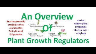 plant growth regulators I plant growth hormones I PGR [upl. by Ayanaj]