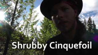 Edible Plants Shrubby Cinquefoil [upl. by Atram]