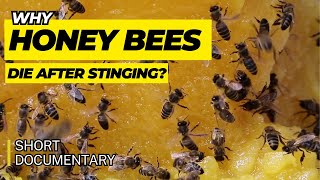 Why Do Honey Bees Die After Stinging  Short Documentary [upl. by Yllitnahc]