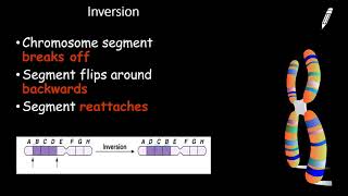 Chromosomal Mutations [upl. by Kila]