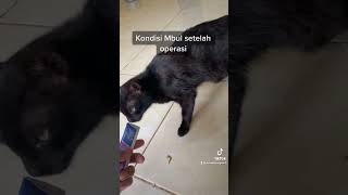 Alhamdulillah kini kucing prolapsus ini sfh selesai operasi dan kini sudah kembali sehat [upl. by Rokach]