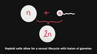 33 Meiosis  Diploid Versus Haploid [upl. by Alilad]