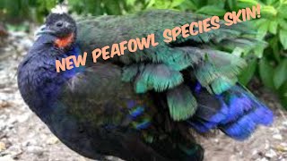 NEW peafowl species skin [upl. by Losyram75]