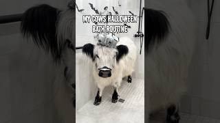 My Cows Halloween Bath Routine 👻 [upl. by Aitnecserc]