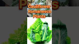 Cauliflower Romanesco PlantsMy Roof Garden Short Video [upl. by Erasme]