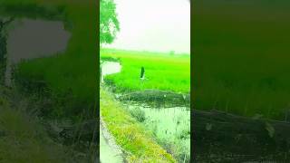 fair birds fairbirdsounds factshorts youtabeshortvideo paddy [upl. by Tezil]