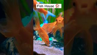 fish house 🏠shortsvideo aquarium tamil song [upl. by Edmunda520]