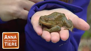 Wieviel Kröte steckt im Frosch  Reportage für Kinder  Anna und die wilden Tiere [upl. by Pepin]