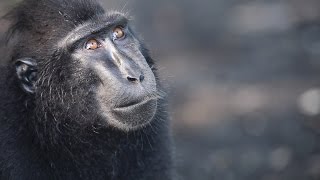 Black Crested Macaques in their morning routine 2 [upl. by Hernardo]