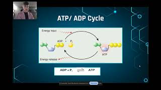 231  Cellular Energy ATP and ADP [upl. by Karena]