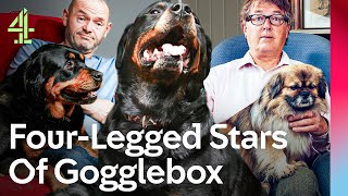 Meet The Iconic Gogglebox Dogs  Gogglebox  Channel 4 [upl. by Beauvais]