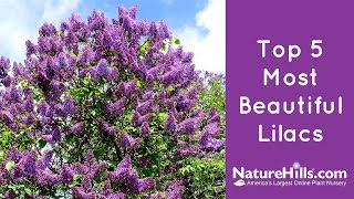 Top 5 Most Beautiful Lilacs  NatureHillscom [upl. by Eiramnna]