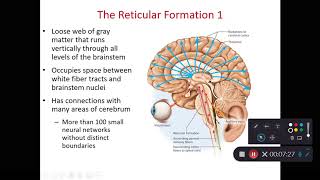 BIOL 214 Midbrain amp Reticular Formation Ch 14 Part 5 [upl. by Aisha750]