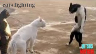 Angry Cat  Street Fighting Cats 🐱 Mitsos Moutsos 4 [upl. by Peadar]