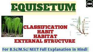 EQUISETUMClassification HabitHabitat External Structure BscMSc Botany Full Explanation ZBC [upl. by Ajim864]