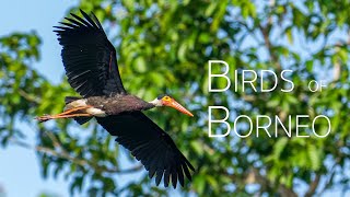 A birding adventure in Sabah  Discover the Spectacular Avian Diversity of Borneo  Birds of Borneo [upl. by Tierza]