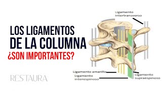 Los ligamentos de la columna vertebral ¿Son importantes [upl. by Octavus766]