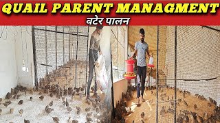 Parent managment in Quail farming For hatchery incubator 🐓🦃 [upl. by Mansoor8]