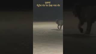 Powayan shahjahanpur me sher reels viralvideo lion [upl. by Esaj854]