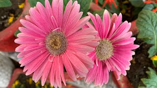 Gerbera plant care ज़रबेरा पोधे की देखभाल जिससे साल भर आपके साथ बना रहे [upl. by Tserof]