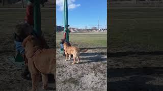 Golden Retriever puppy more interested in goose poop than retrieving arrows [upl. by Fredrick174]