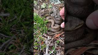 Tailvibrating behavior in the Smooth snake Coronella austriaca Ticino Switzerland [upl. by Pazia]