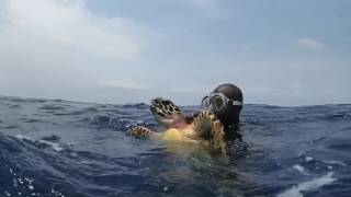 Hawksbill Sea Turtle Recovery  WCS Belize [upl. by Korff]