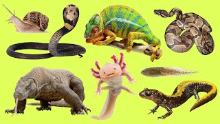 Learn names and Sound Amphibians and reptiles in English for Kids [upl. by Aeslehc]